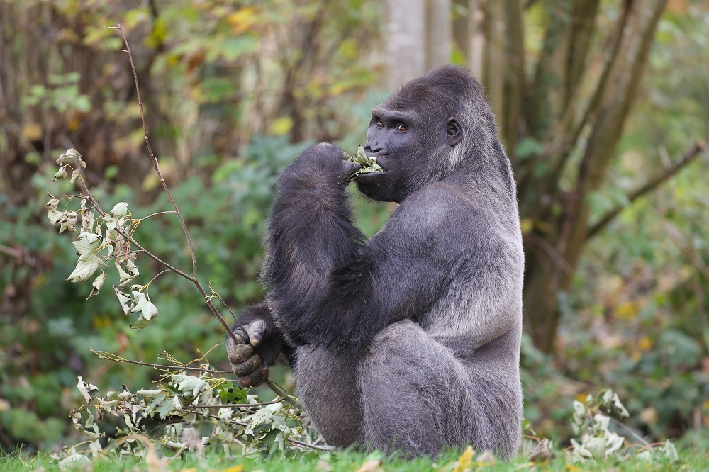 Gorille-ZooSafari-de-Thoiry