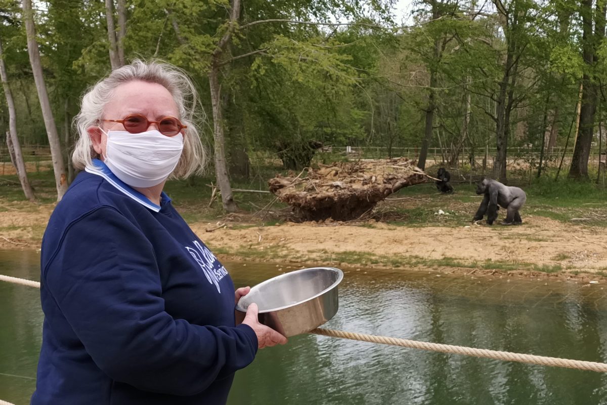 Marie en immersion avec les gorilles